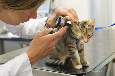 Kitten at the vet for a checkup