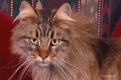 Maine Coon cat