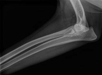 does my dog need an xray