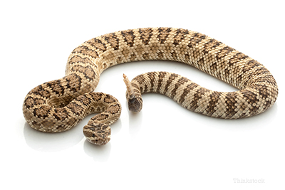 Great Basin Rattlesnake