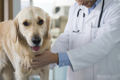 Veterinarian doing check up on Golden Retriever